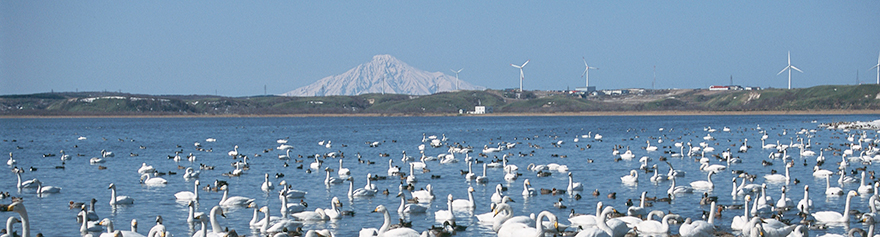 日本最北の桜「白鳥の飛来とともに訪れる春」　3～5月
