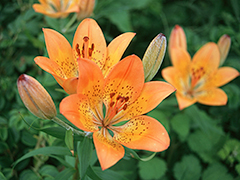 6月