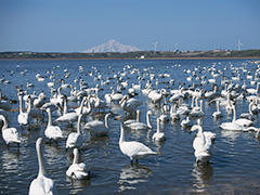 大沼